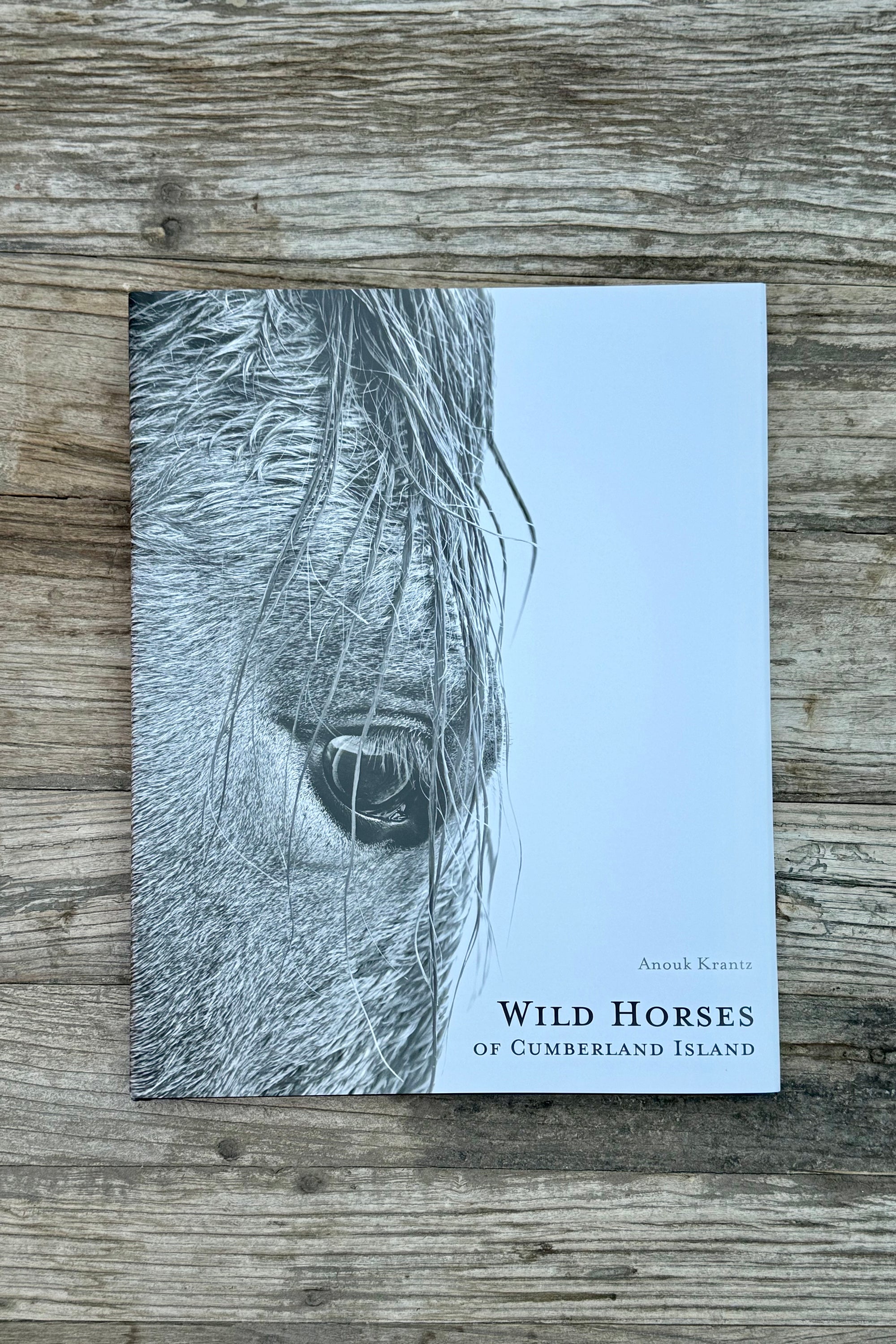 Wild Horses of the Cumberland Island