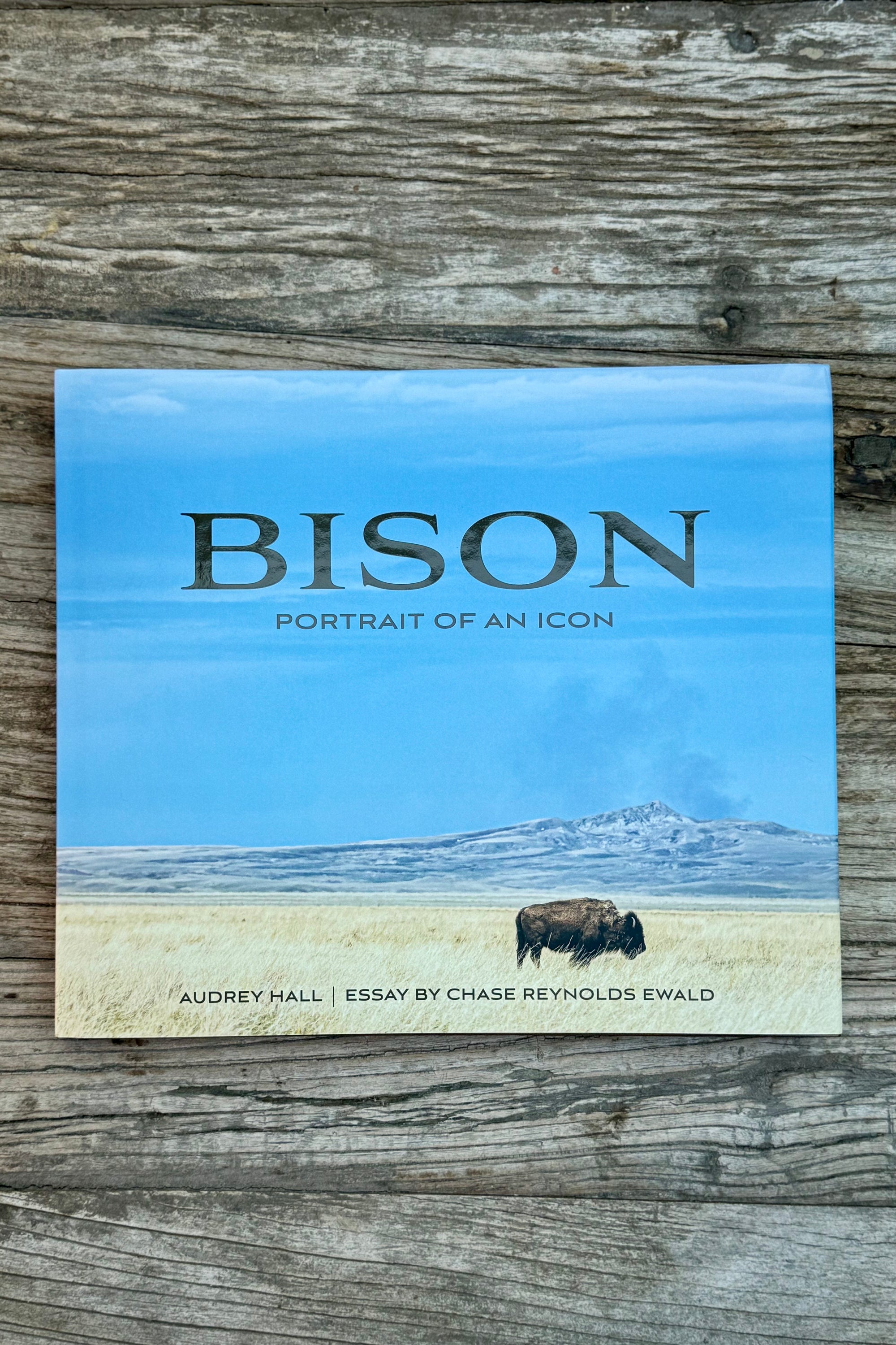 Bison: Portrait of an Icon